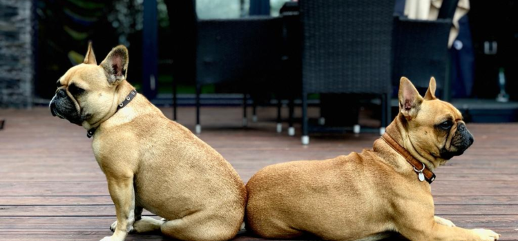 Turizmo vietos, kur priimama su gyvūnais 