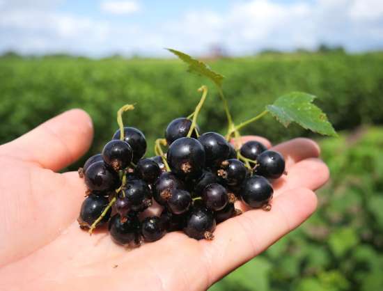 Bioloģisko upeņu saimniecība 