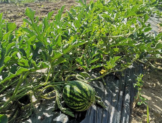 Saimniecības 'Padegas'  nogatavojies pa&scaron;u audzēts arbūzs uz lauka.