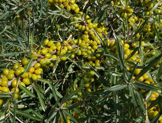 Latvijā audzētu smiltsērķ&scaron;u krūms ar vēl zaļiem smiltsērķ&scaron;ķiem.