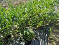 Saimniecības 'Padegas'  nogatavojies pa&scaron;u audzēts arbūzs uz lauka.