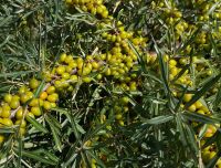 Latvijā audzētu smiltsērķ&scaron;u krūms ar vēl zaļiem smiltsērķ&scaron;ķiem.