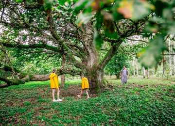 Bauska nature parks & great trees