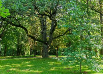 Bauska nature parks & great trees