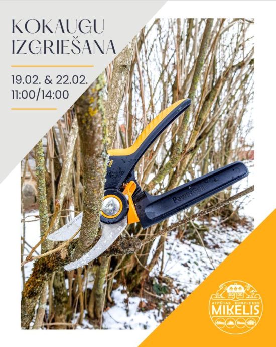 Koku un krūmu izgriešanas konsultācijas 