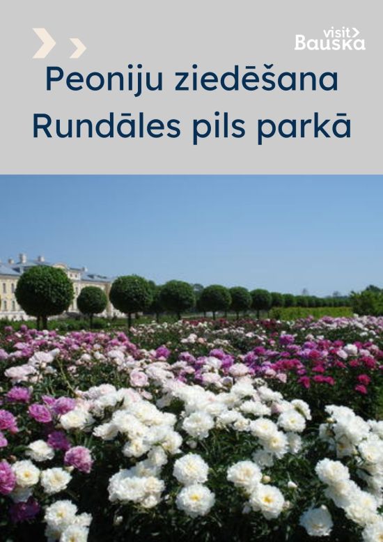 Peoniju ziedēšana Rundāles pils parkā