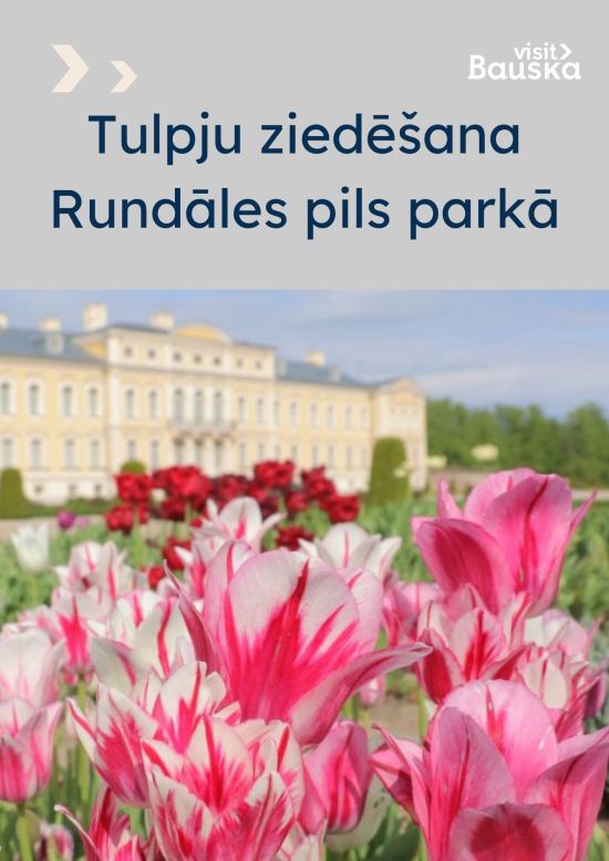 Tulpju ziedēšana Rundāles pils parkā.