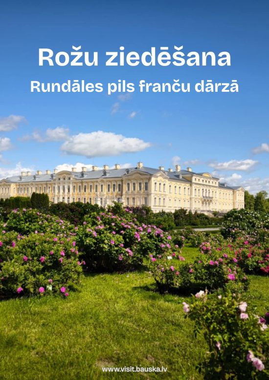 Rožu ziedēšana Rundāles pils franču dārzā