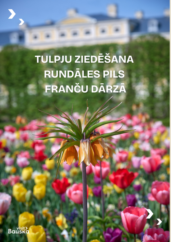 Tulip Blooming in Rundāle Palace Garden