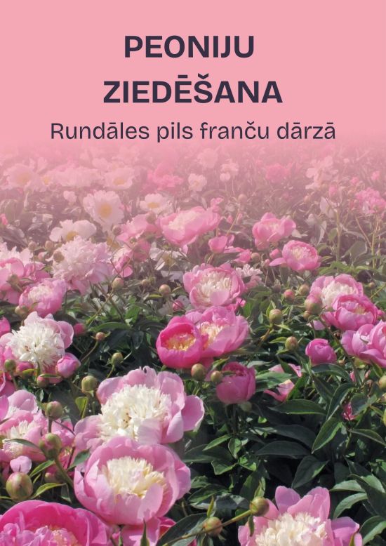 Peoniju ziedēšana Rundāles pils dārzā